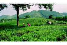 MOTORBIKE TOUR TO THAI NGUYEN TEA PLANTATION